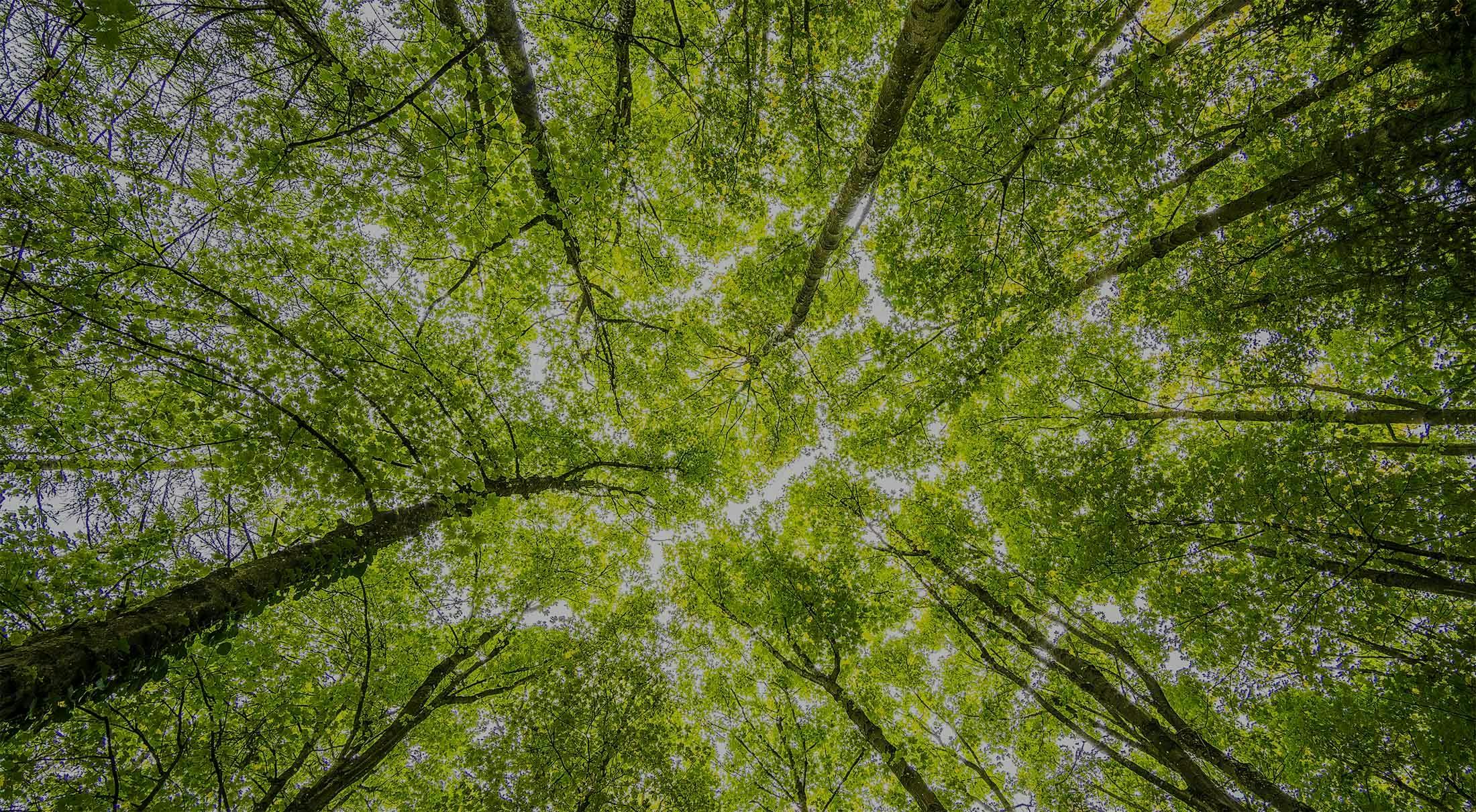 An image of trees and the sky taken from the ground 