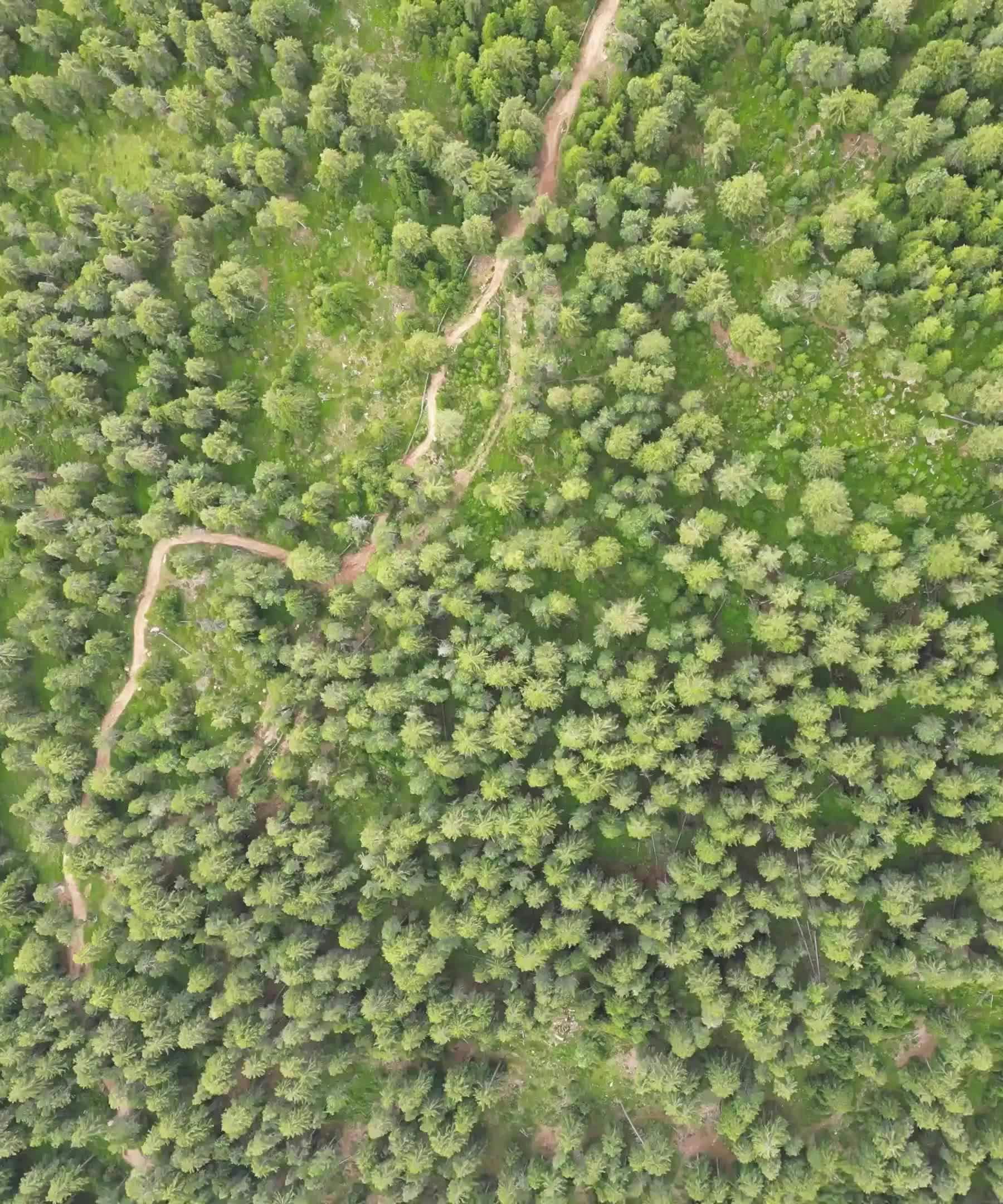 Aerial Image of a Forest in South Tyrol 