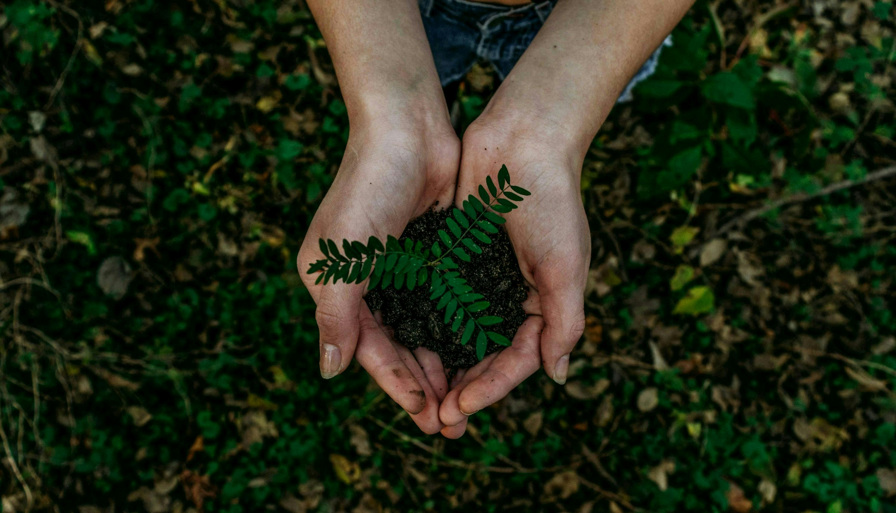 Two hands holding a tree seedling above a forest ground. 